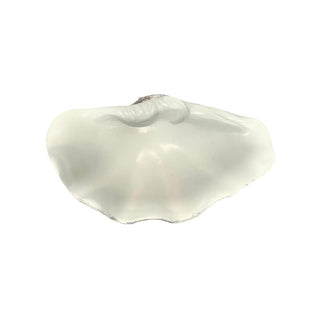 Resin Clam Shell